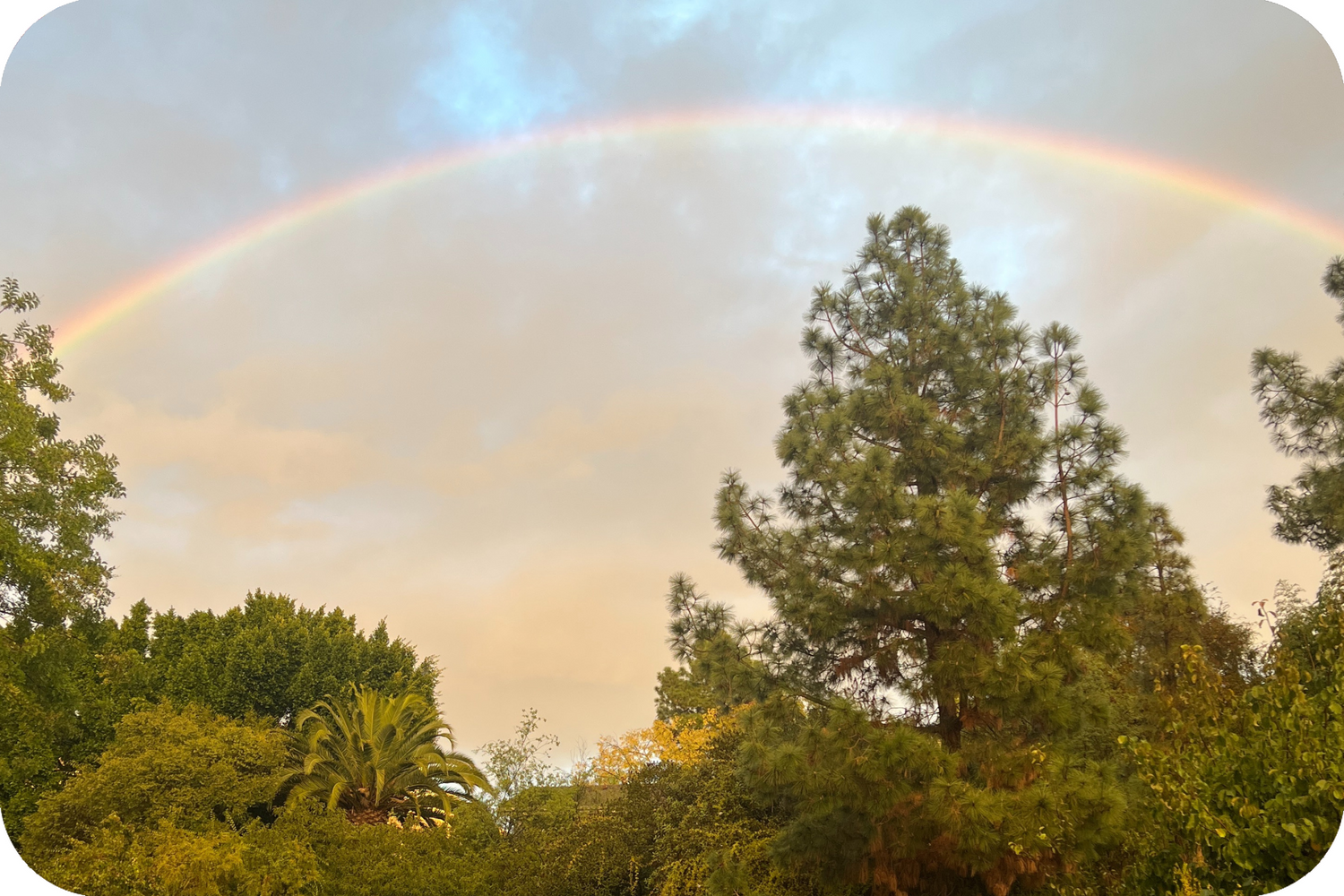 Rainbow in the sky over pine trees